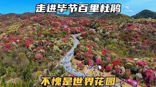 实拍贵州毕节百里杜鹃，50多公里花带，不愧是“世界花园” 【可以的小可】