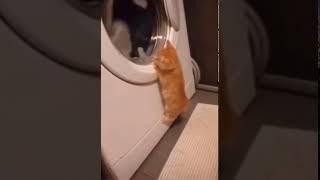 Most adorable kitten watching dryer !!! 