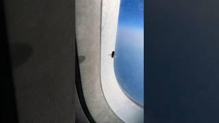 Easy way to migrate very smart fly￼ #shortvideo #fly