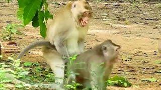 Monkey Love Baby Forever -  Funny Monkey Baby - Monkey Videos - MOG Monkey Meeting