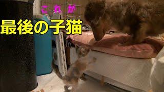 猫好きだった犬ですが…いつかまた何処かで…