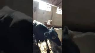 عرض الدبابات من المعلم حموته بسم الله ما شاء الله  بفضل الله عشر ٣ شهور  ٠١١١٩٤٢١٢١٨
