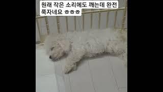 1시간 놀고난후 아기비숑 춘밤씨의 모습은? (What does baby Bichon Chunbam look like after playing for an hour?)