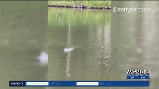 What is the mysterious creature swimming in lagoons at New Orleans City Park?