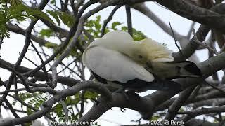 Pied Imperial Pigeon @ Chiu S C DSCN7064