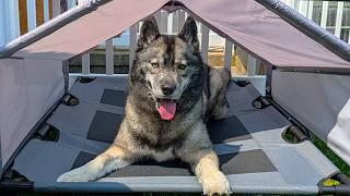 My Dogs Got Their Own Tent To Play in!