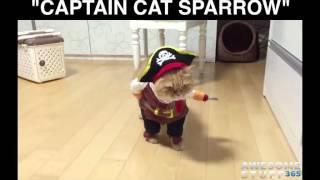 Pirate Pet Costume