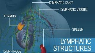 Anatomy and Physiology of Lymphatic System