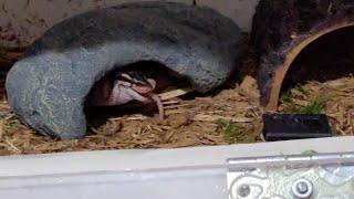 Ball Python feeding, frozen/thawed rat. VIEW DISCRETION ADVISED