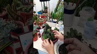 #Succulent #plant #succulents #plants #cactus #propagation #homegarden #tips #care