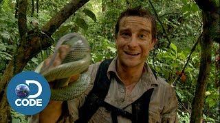 Bear Grylls in Borneo Jungle | Man vs Wild (4/6)