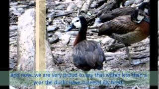 Successful Breeding of the White Cheeked Pintails & White Faced Whistling Tree ducks.