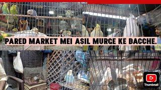 Pared kanpur birds market mei cat aur rabbit.