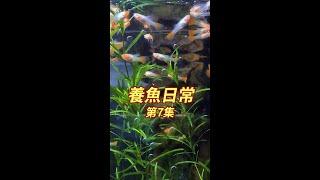 孔雀魚小魚苗養不活，是魚缸水質問題？準備購入魚缸UV紫外線殺菌燈！#養魚 #觀賞魚 #孔雀魚 #小魚兒