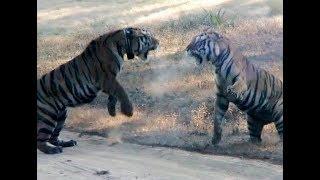 Tigers, Kanha National Park, India