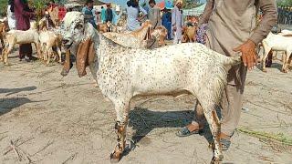 Luddan bakra Mandi pakistan makhi cheeni bakra Mandi 2024 Ajmal tv Hasilpur 03086171529