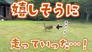 チャーリー脱走！でも戻ってきてえらかったよ！