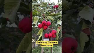 Delicious Chinese Hawthorne