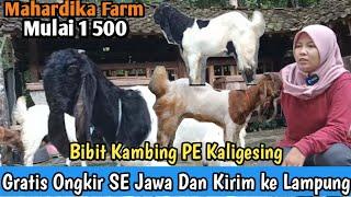 Mulai 1 500...!! GRATIS ONGKIR SE JAWA KAMBING PE KALIGESING #bibitkambing #kambingpe #hargakambing