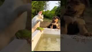  Funny Cats | Hilarious Cat Moments Compilation | Try Not to Laugh Challenge!  EP 843 843