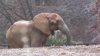 The Elephant Sanctuary | Artie's First Day at The Sanctuary