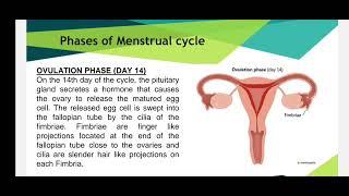 Menstruation and Menstrual Cycle