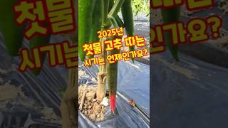 첫물 고추 따는 시기는 언제인가요? 괴산청결고추 #shorts