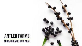 Antler Farms 100% Organic Raw Acai - Superfruit of the Amazon