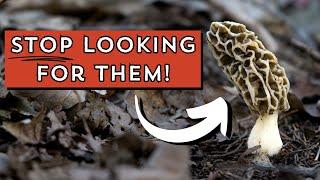 New MOREL hunters, do this now! (and get way more)