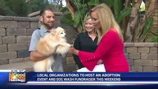 Sydnee's Pet Grooming Dog Wash Fundraiser KUSI