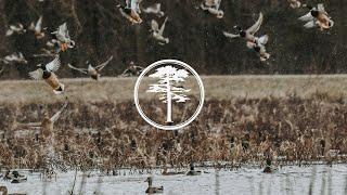 Duck Hunting- Duck Food Plots and Preparation