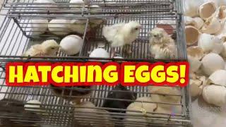 HATCHING EGGS | JAXBLU GAMEFARM