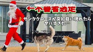 【Xmas】お庭に突如サンタクロースがやって来たらどうする...？柴犬とハスキーの反応とサンタクロースが面白すぎました