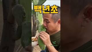 건강식품 검색어 1위! 백년초 분말의 강력한 염증 억제 효과 때문!? #이슈 #건강