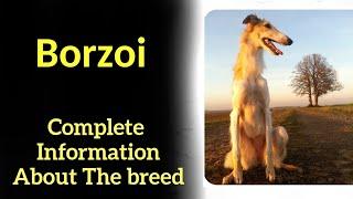 Borzoi. Pros and Cons, Price, How to choose, Facts, Care, History