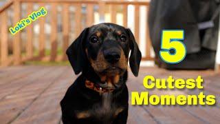 5 Cutest Moments | Mini Dachshund Puppy | Loki’s Vlog | 小腊肠国强最可爱的五个瞬间