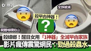 殺蟑螂│曱甴太多！醒目女用「1神器」消滅全族 網民：勁過殺蟲水│01熱話│自然生態│滅蟲神器│慎入