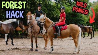 NEW FOREST PUB HACK WITH LEXI AND JINGLES!