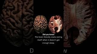 Did you know ?! #brainfacts