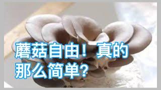 蘑菇自由？真的那么容易实现吗？普通家庭，也可以？质疑Tina生活在多伦多的成功？｜ 实验结果告诉你｜欧夏尔在巴黎