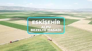 Eskişehir Alpu’da Bezelye Hasadı