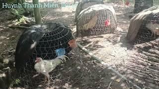 Nếu giữ được g,à bố mẹ thì sợ gì dịch bệnh