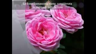 Rosa Damascena Bulgara & Cosmetici Naturali Phytocode