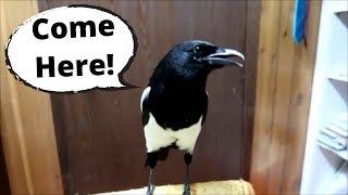 This Talking magpie is Amazing!