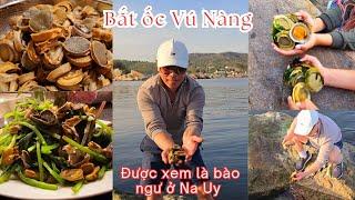 Đi bắt đặc sản Ốc Vú Nàng ở Na Uy, bám đầy ở bãi biển bắt mê mà quên lối về