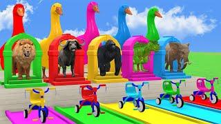 5 Giant Duck Game, Lion, Elephant, Gorilla, Dinosaur, Buffalo,  Transfiguration funny animal 2024