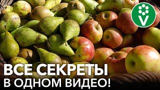 ЯБЛОНИ И ГРУШИ: САМОЕ ПОЛНОЕ РУКОВОДСТВО ОБРАБОТОК И ПОДКОРМОК С ВЕСНЫ ДО ОСЕНИ!