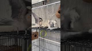 Kavy Cockatiel aur Crow Dost ban gye | Daily Pet Vlogs | Master Cage #parrot #cockatiel