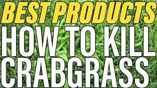 How To Kill Crabgrass - The BEST Products//Guide To Success