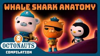 @Octonauts -  Exploring The Anatomy of a Whale Shark?  | Bumper Pack Special! | Full Episodes